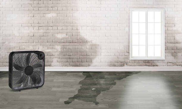 Best Water damage restoration near me  in Brookmont, MD